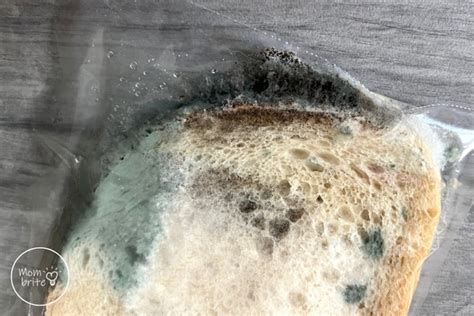 mold growth on bread experiment|bread mold facts.